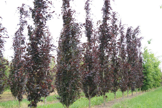 Fagus sylvatica 'Dawyck Purple' solitair solitair