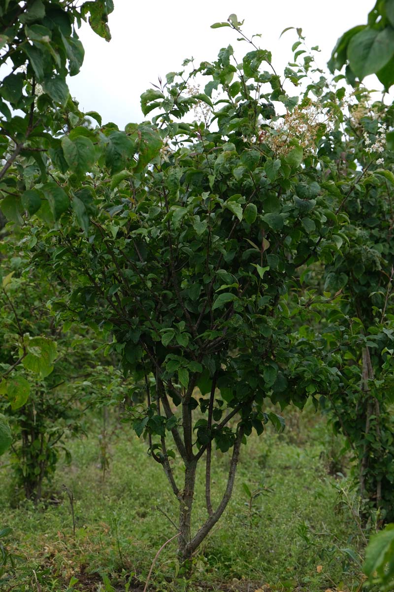 SYRETICU250-300DRSTR hoogte 250-300