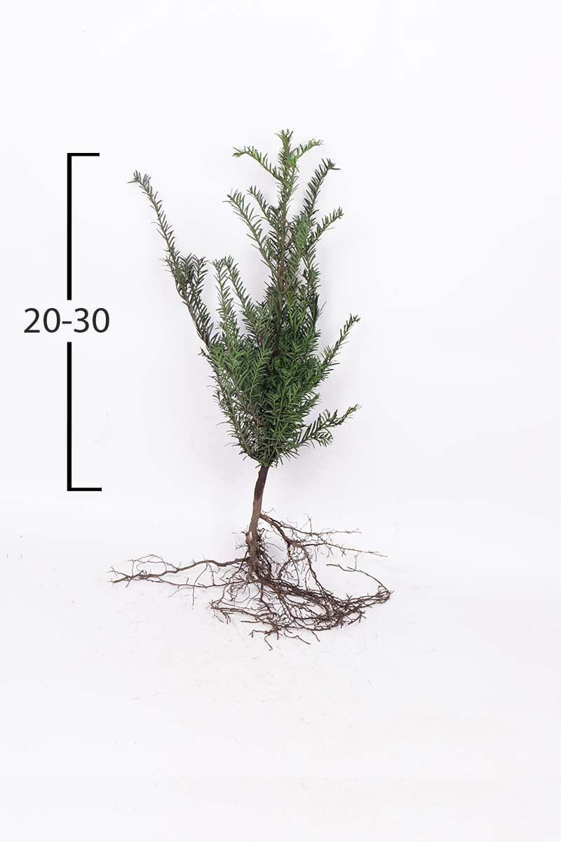 TABACCAT20-30WPLANTSOE hoogte 20-30