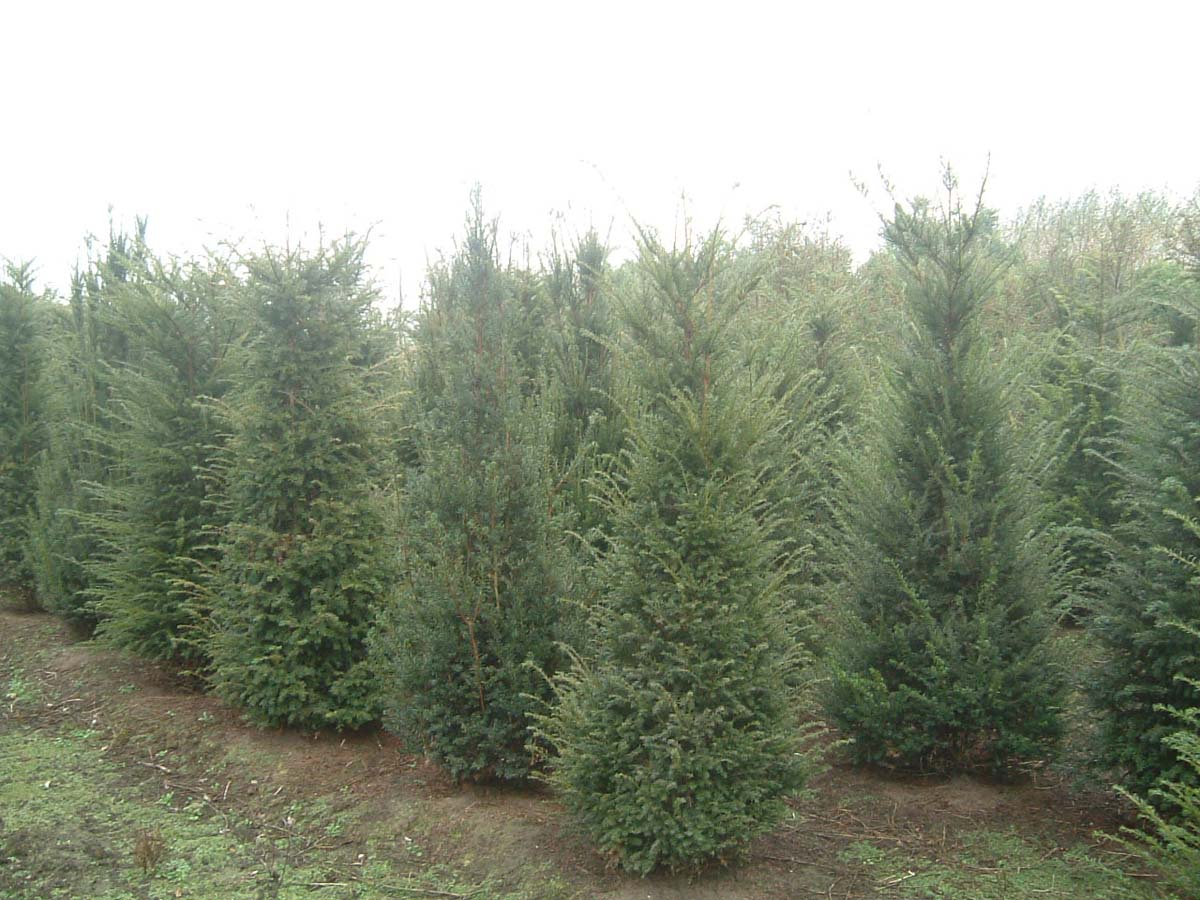 TABACCAT175-200DRSOL hoogte 175-200