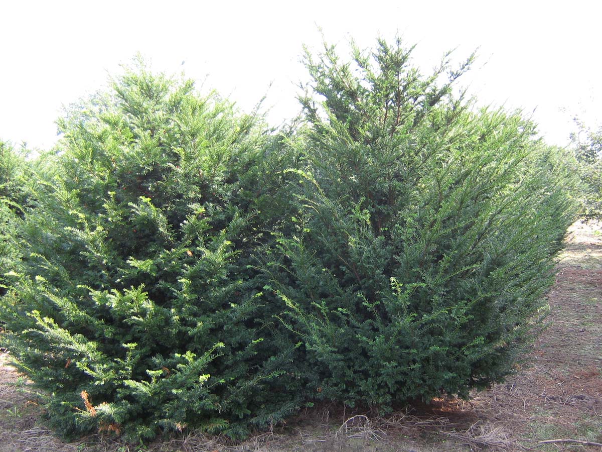 TABACCAT225-250DRSOL hoogte 200-250