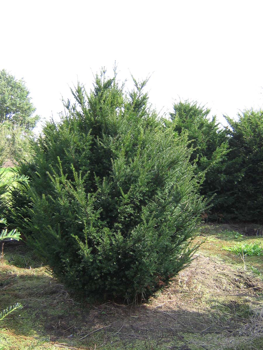 TABACCAT250-300DRSOLw100150 hoogte 250-300