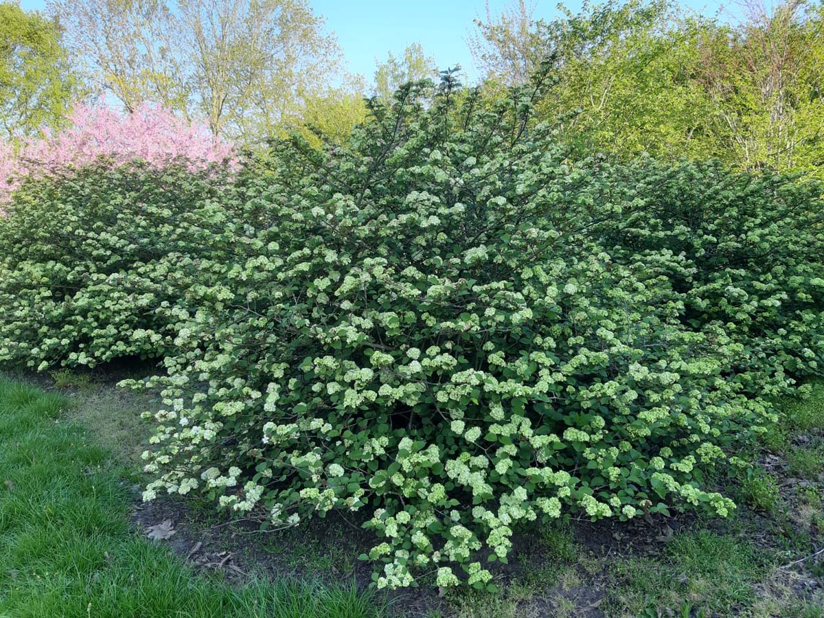 VIPGRAND200-250DRSTR hoogte 200-250