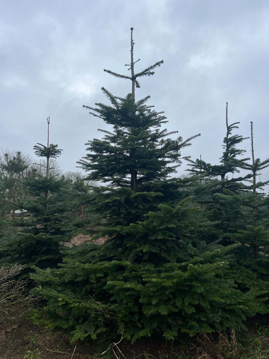 Abies amabilis solitair