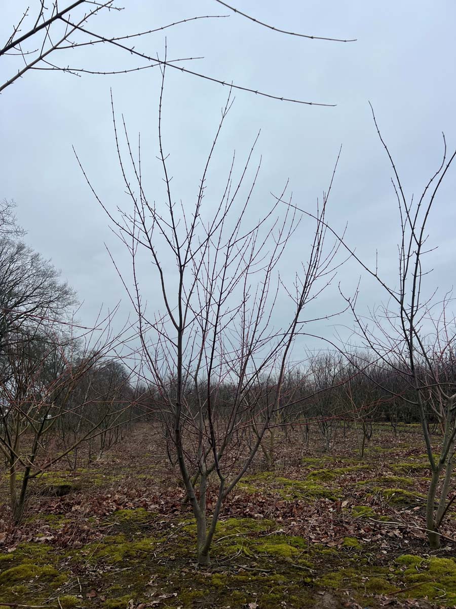 Acer davidii solitair solitair