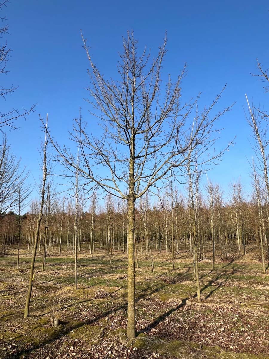 Acer platanoides 'Autumn Blaze' op stam op stam