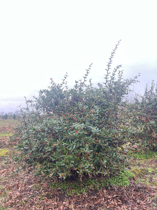 Berberis julianae meerstammig / struik meerstammig / struik