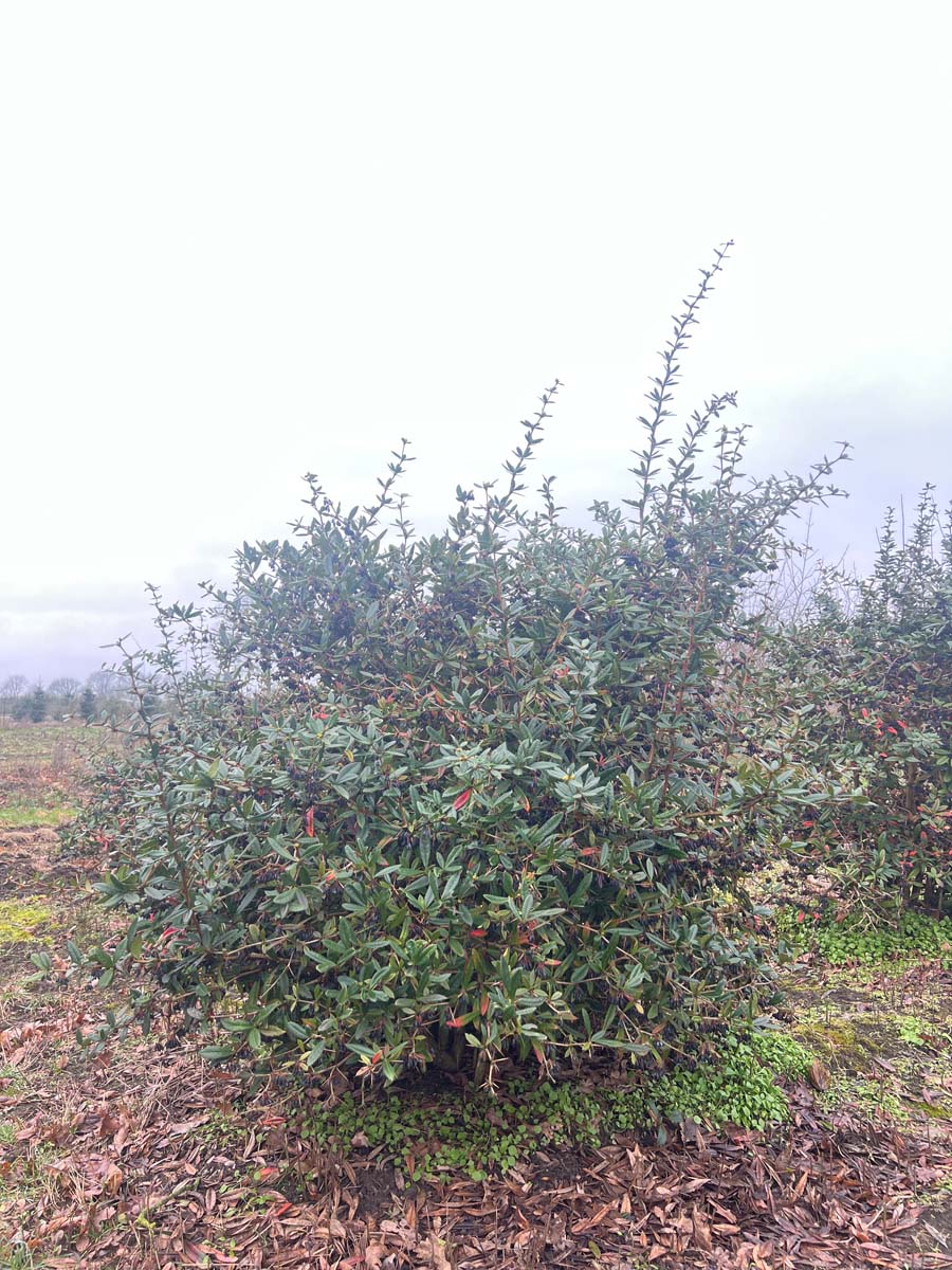 Berberis julianae meerstammig / struik meerstammig / struik