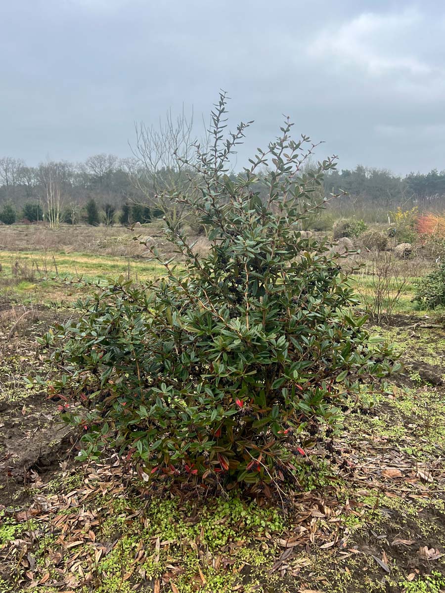 Berberis julianae meerstammig / struik meerstammig / struik