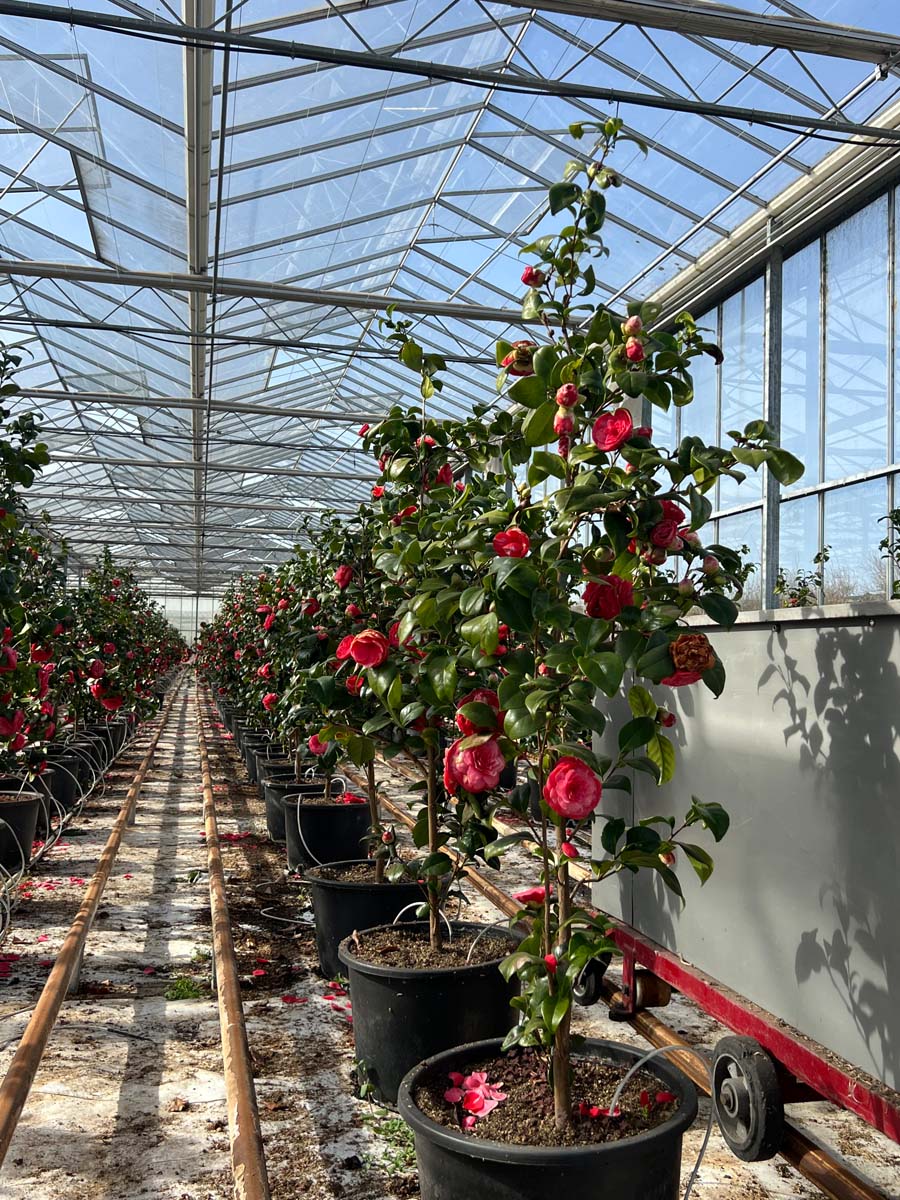 Camellia japonica 'Principessa Baciocchi' Tuinplanten tuinplanten