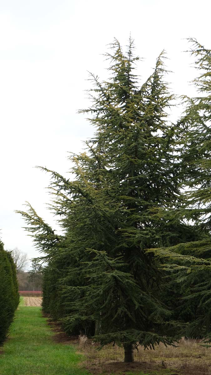 Cedrus atlantica 'Aurea' solitair