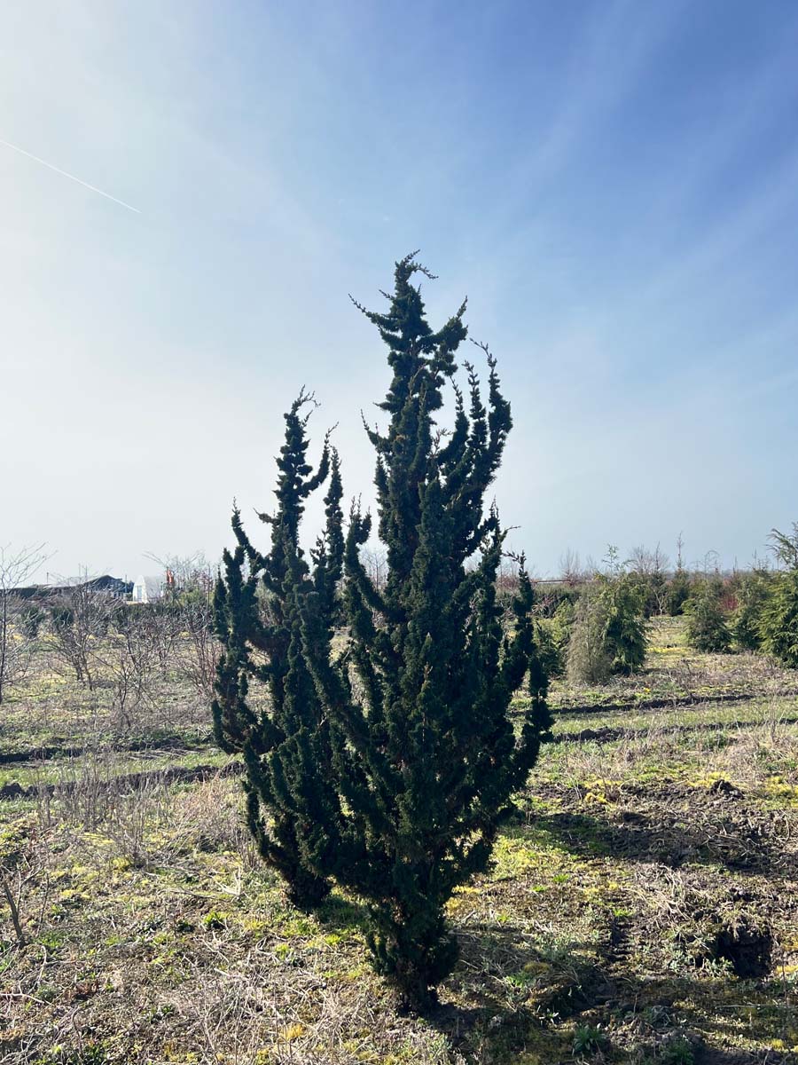 Chamaecyparis lawsoniana 'Wissel's Saguaro' solitair