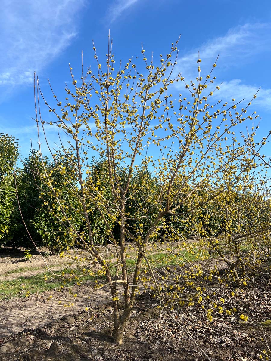 Cornus mas meerstammig / struik struik