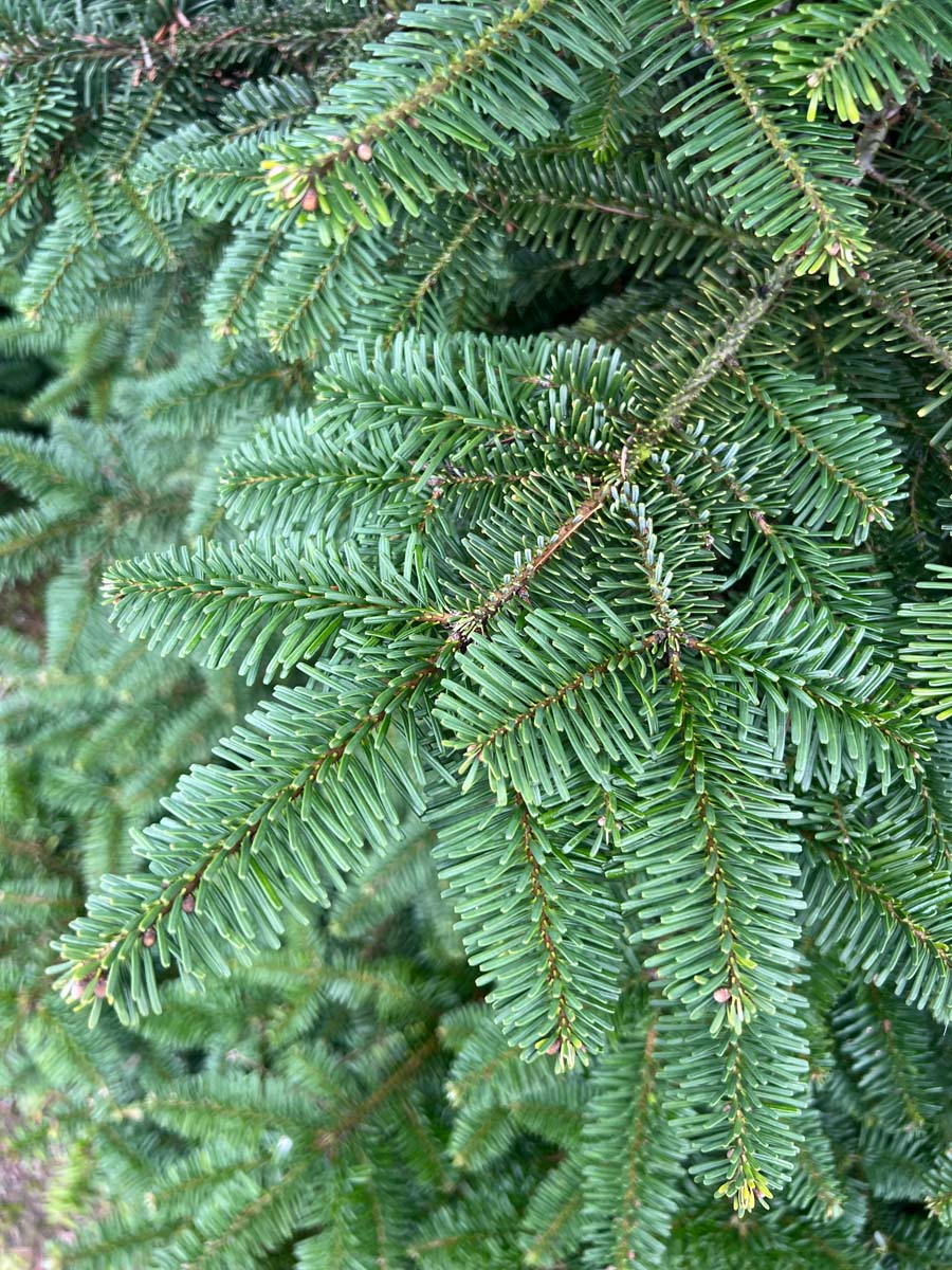 Abies amabilis naalden