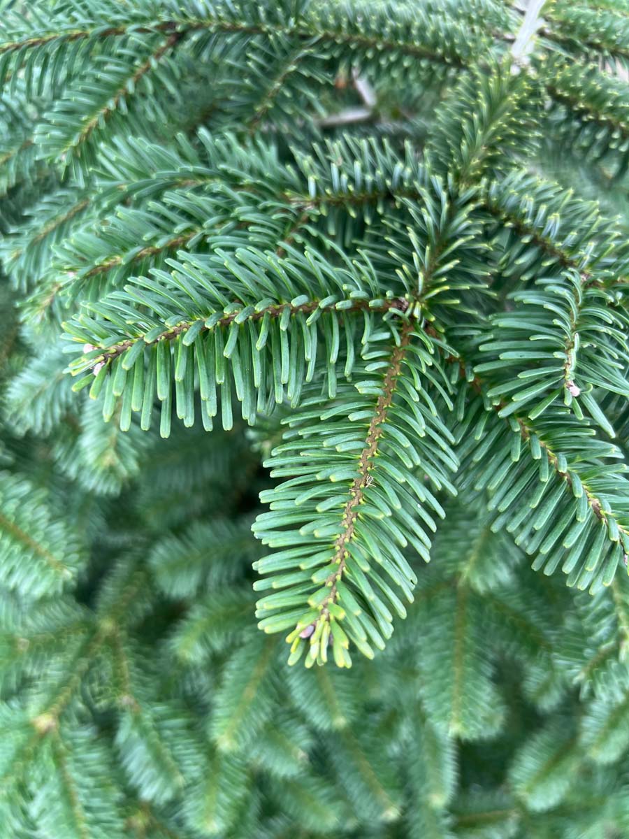 Abies amabilis naalden