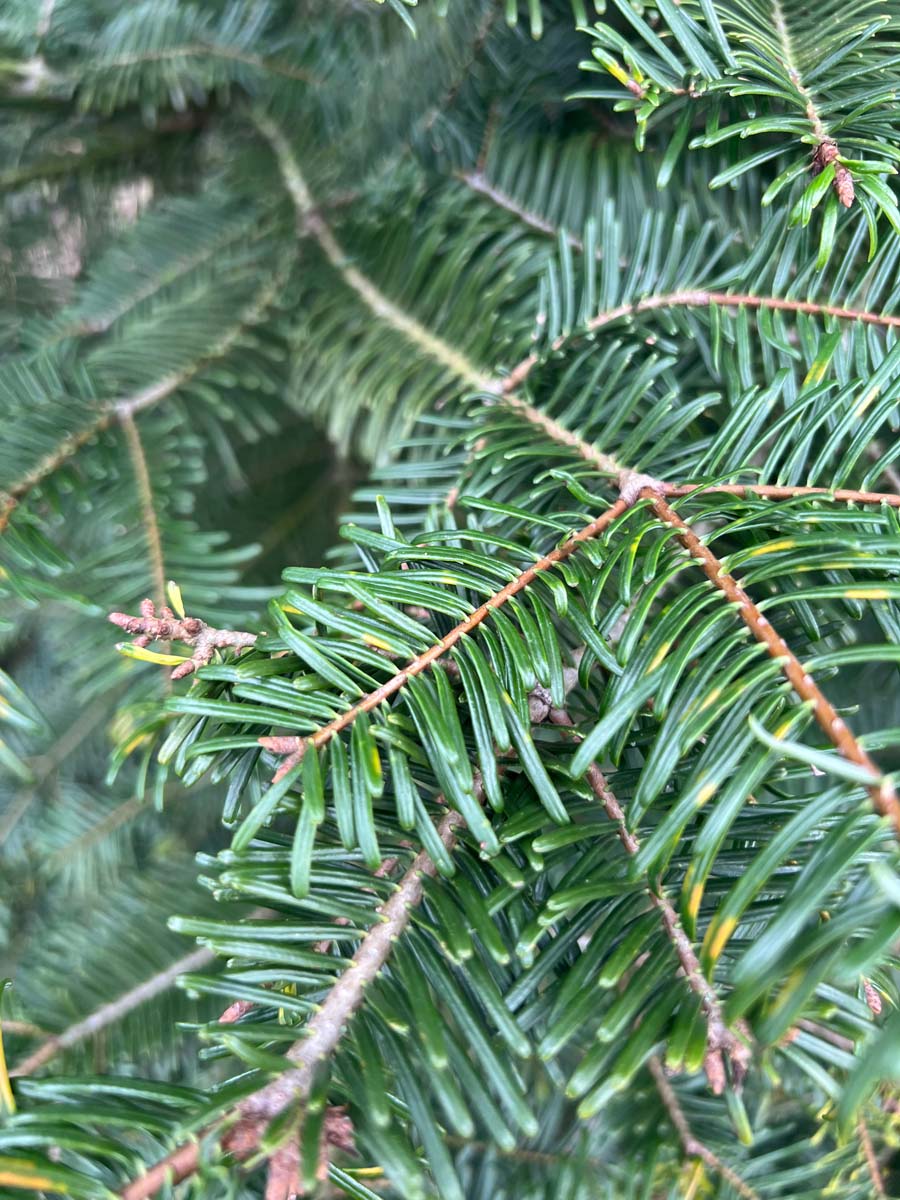 Abies grandis solitair naalden