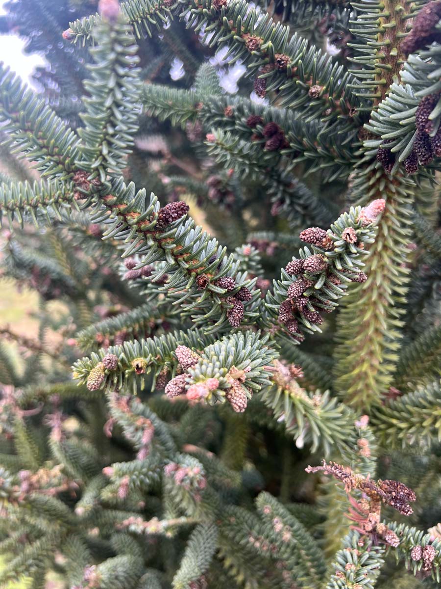 Abies pinsapo 'Fastigiata' kegel