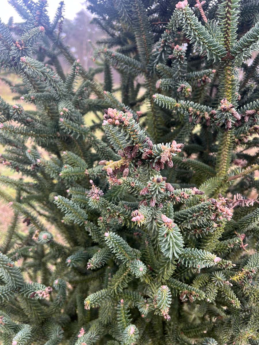 Abies pinsapo 'Fastigiata' kegel