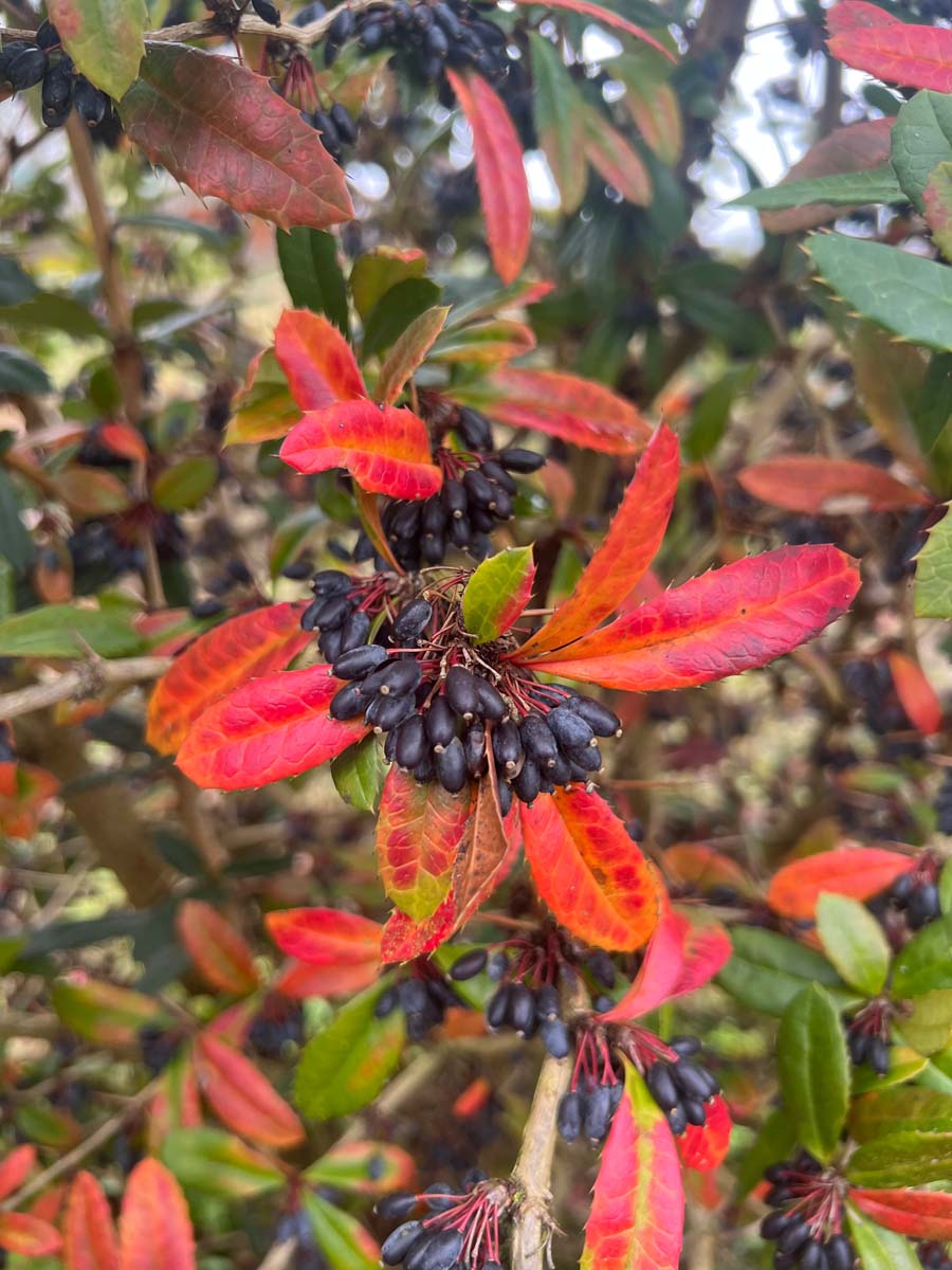Berberis julianae meerstammig / struik vrucht