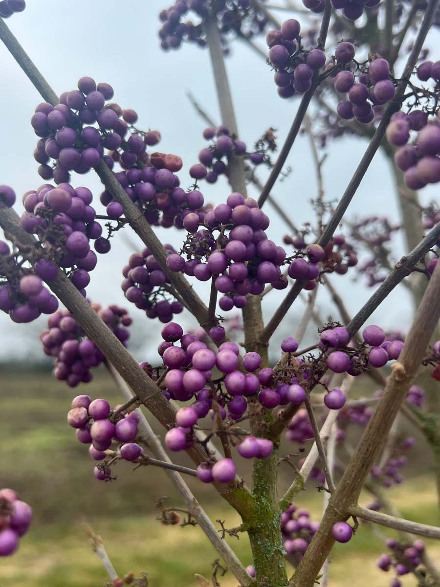 Callicarpa bodinieri 'Profusion' stam