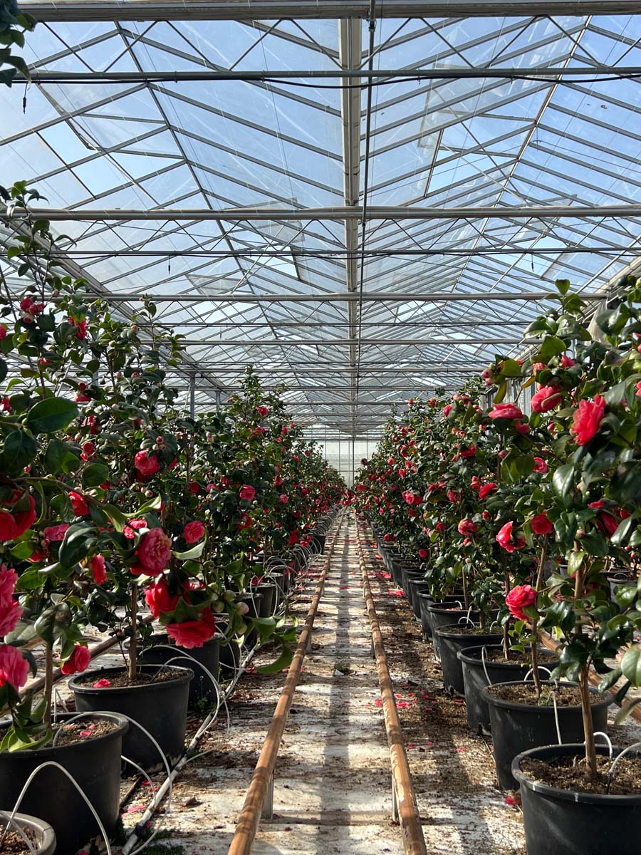 Camellia japonica 'Principessa Baciocchi' Tuinplanten