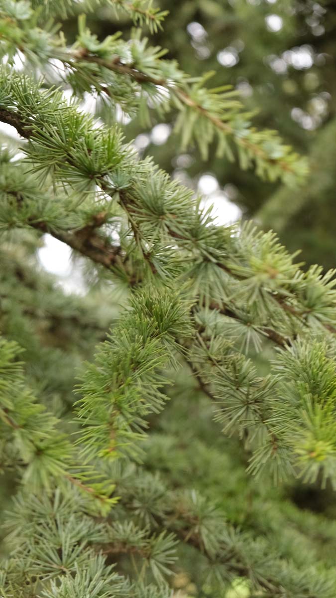 Cedrus atlantica 'Aurea' Tuinplanten twijg