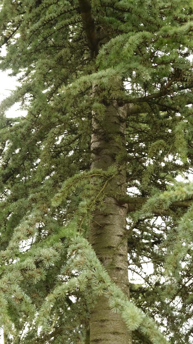 Cedrus atlantica 'Aurea' stam