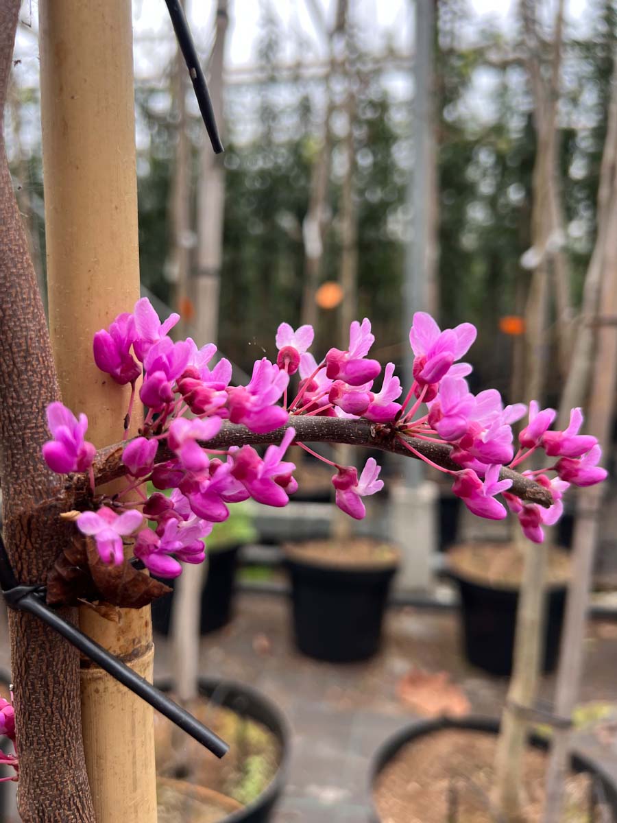Cercis canadensis 'Covey' solitair bloem