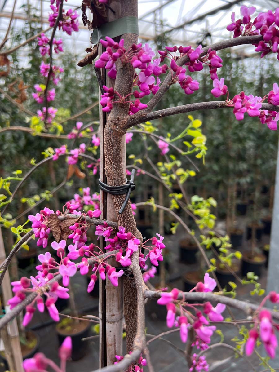Cercis canadensis 'Oklahoma' op stam bloem