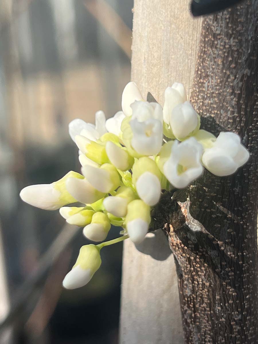 Cercis canadensis 'Vanilla Twist' op stam bloem