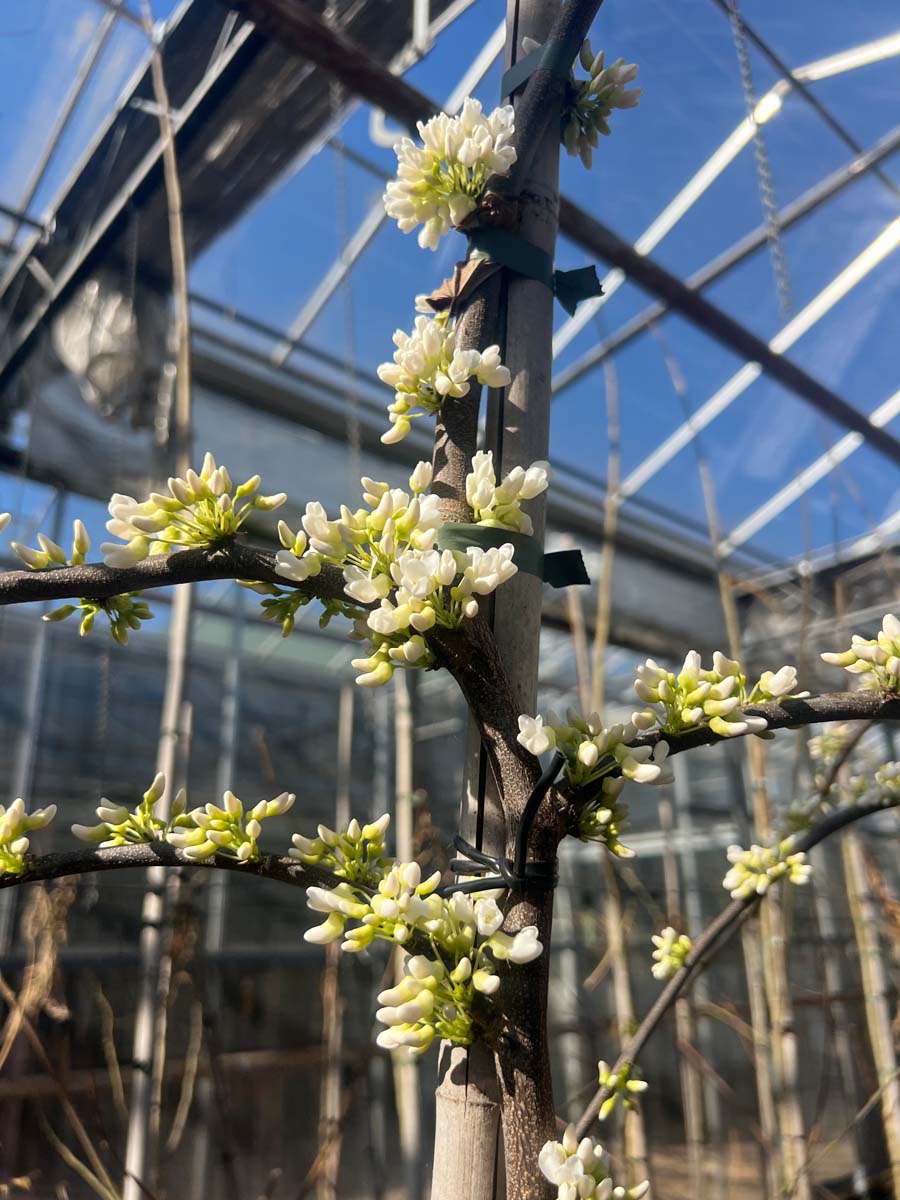 Cercis canadensis 'Vanilla Twist' solitair stam