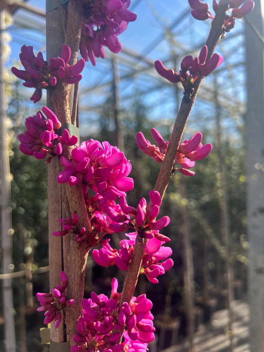 Cercis chinensis 'Avondale' op stam bloem