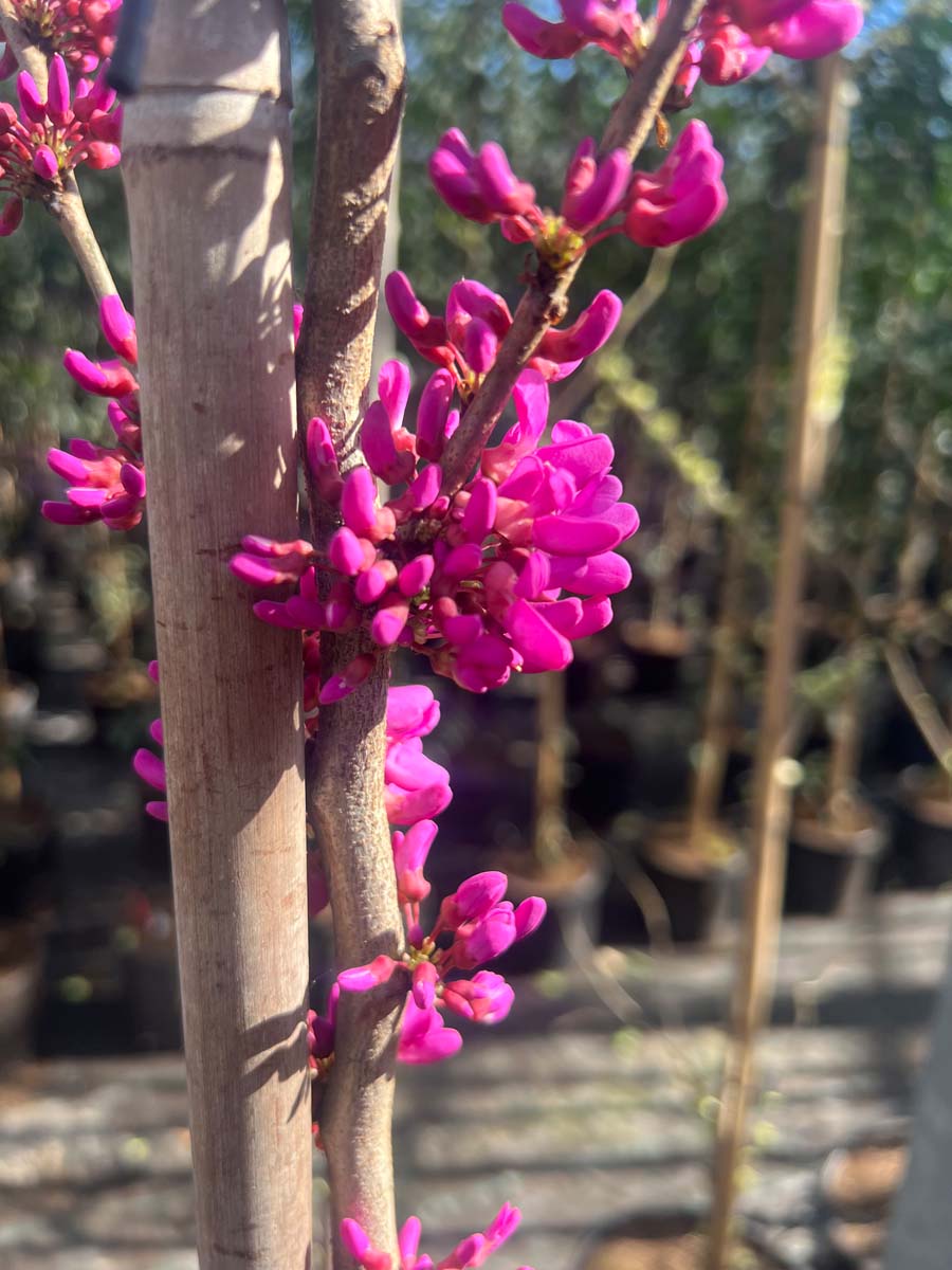 Cercis chinensis 'Avondale' meerstammig / struik bloem