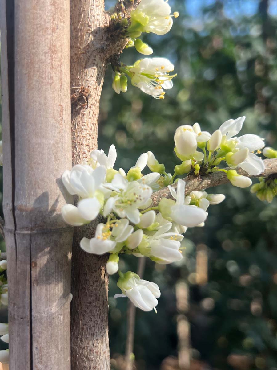 Cercis chinensis 'Shirobana' op stam bloesem