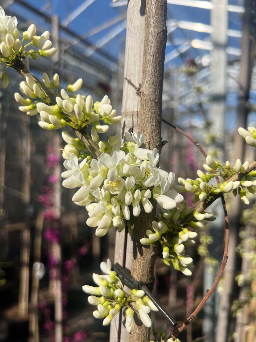 Cercis chinensis 'Shirobana' solitair bloem