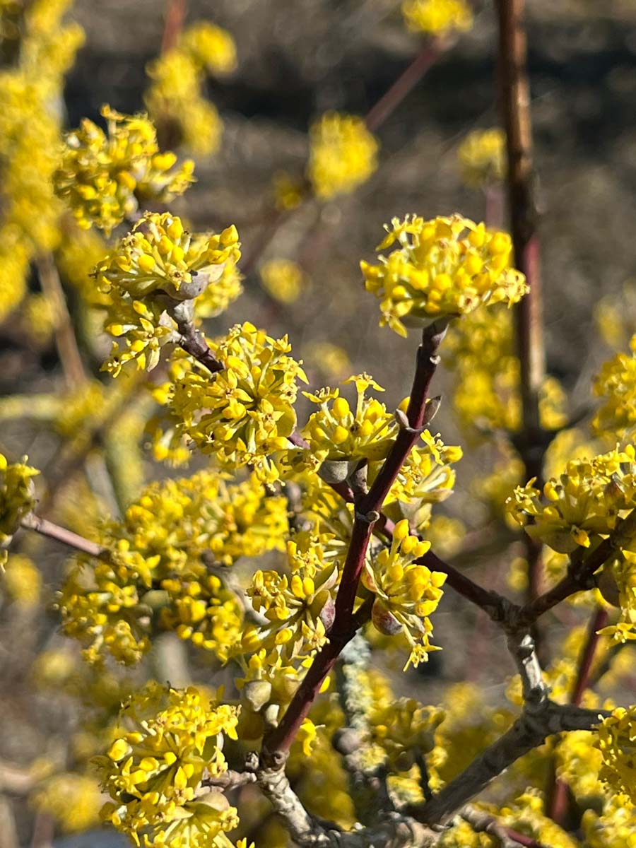 Cornus mas 'Variegata' op stam bloem