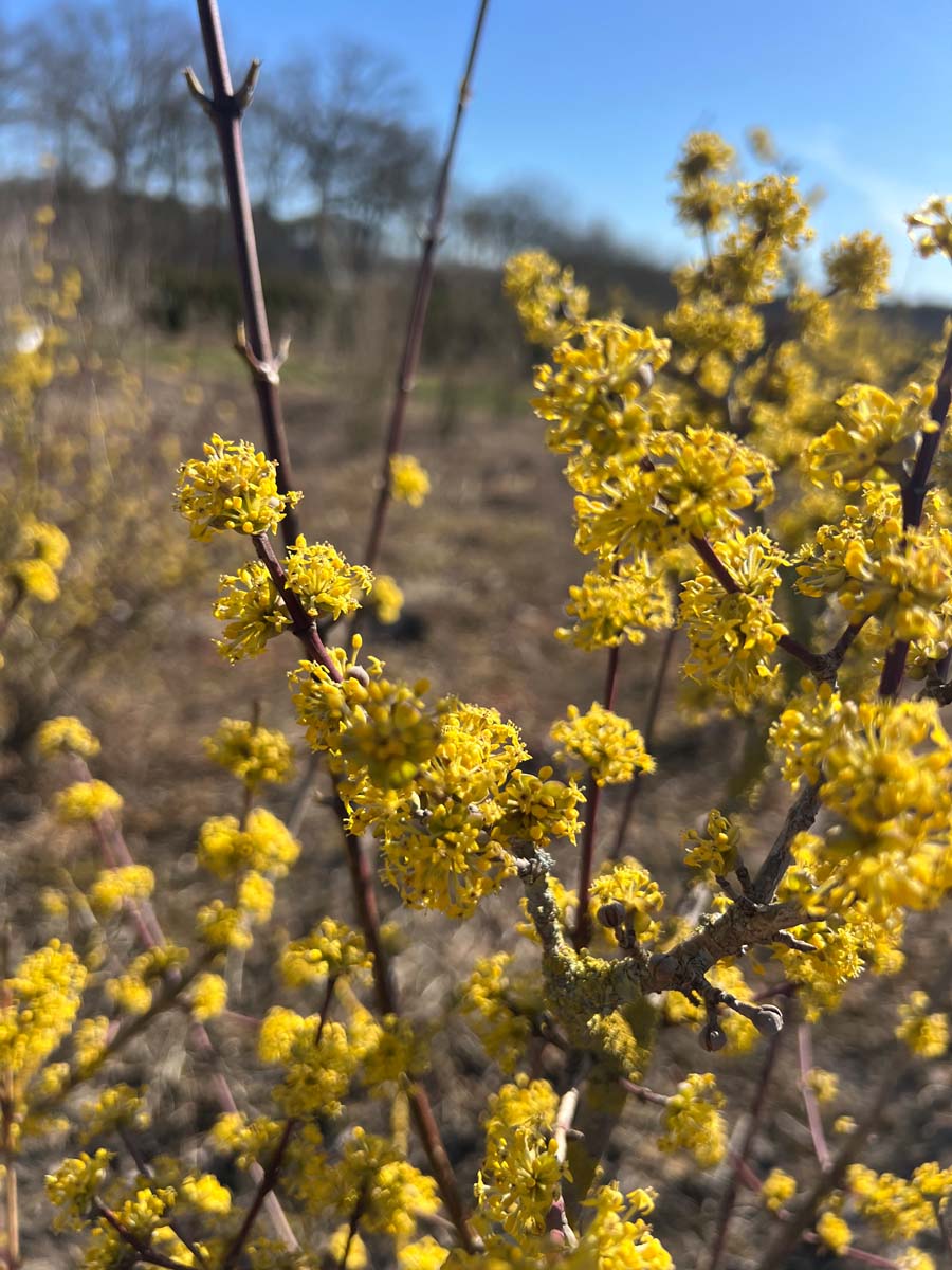 Cornus mas 'Variegata' op stam bloem