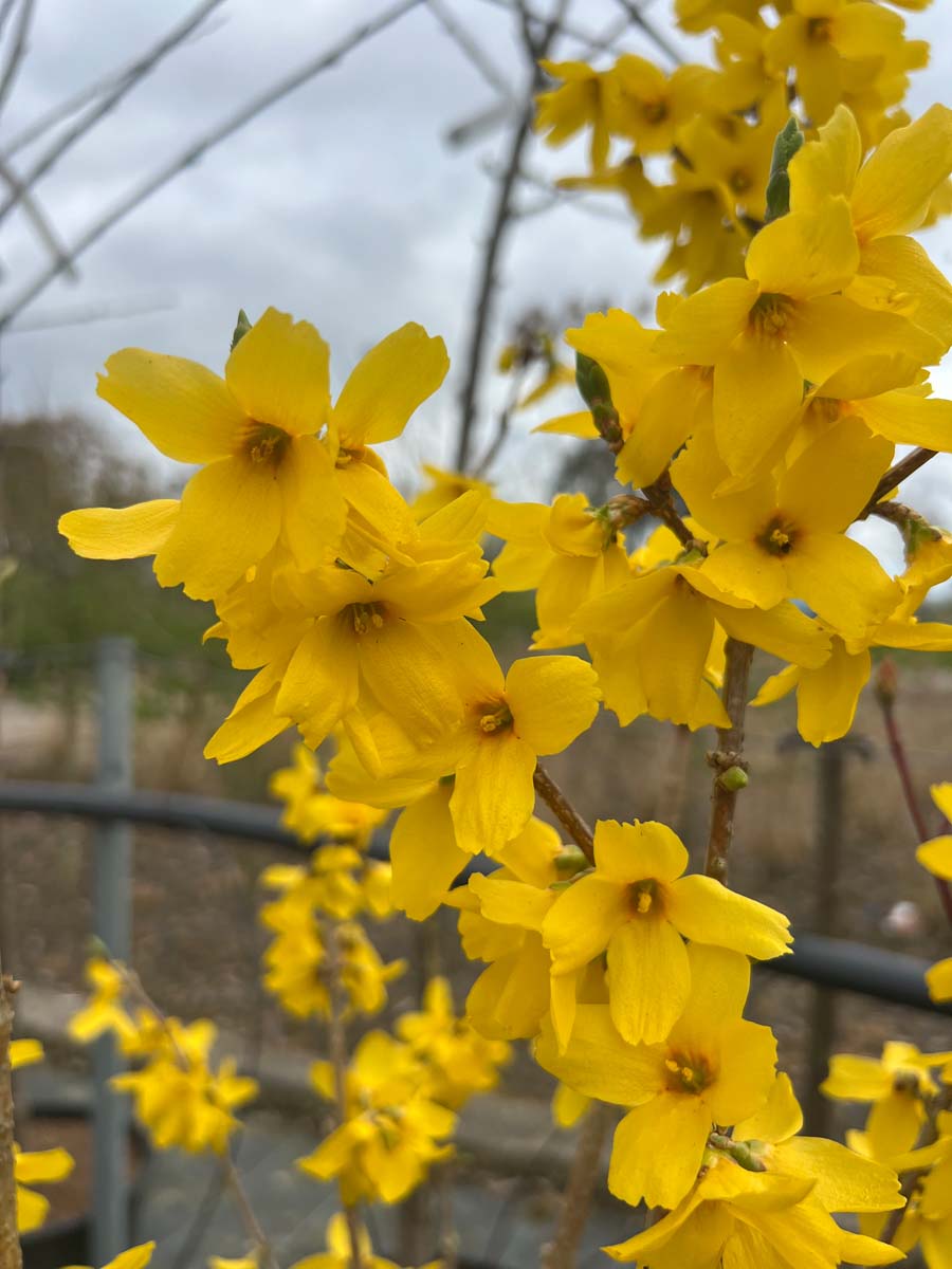 Forsythia 'Goldrausch' haagplant bloem