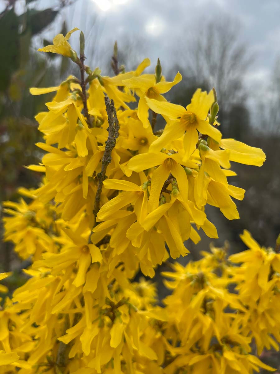 Forsythia 'Goldrausch' Tuinplanten bloesem