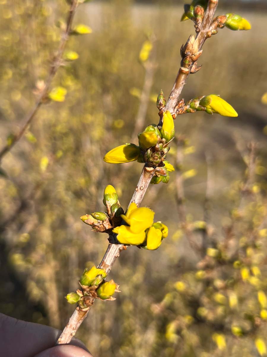 Forsythia intermedia 'Spectabilis' twijg