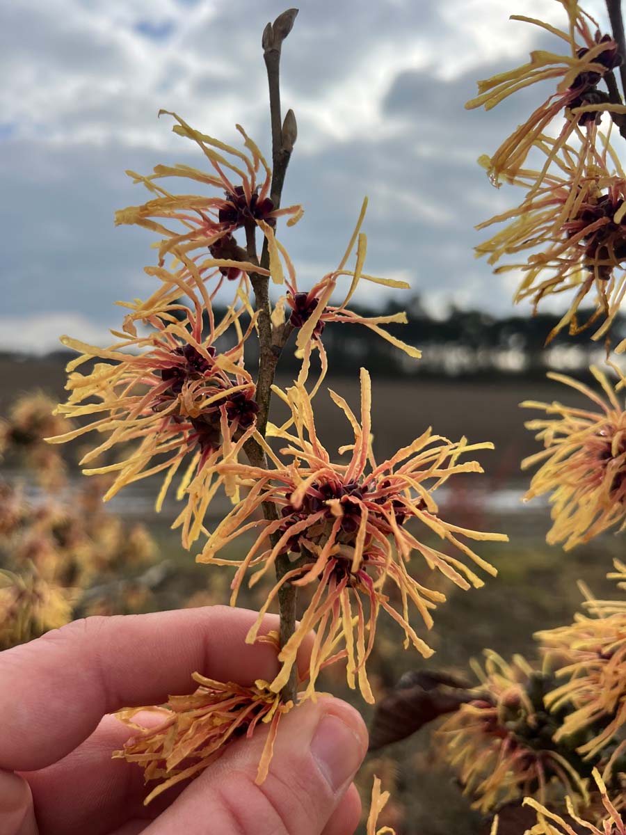 Hamamelis intermedia 'Orange Beauty' bloem
