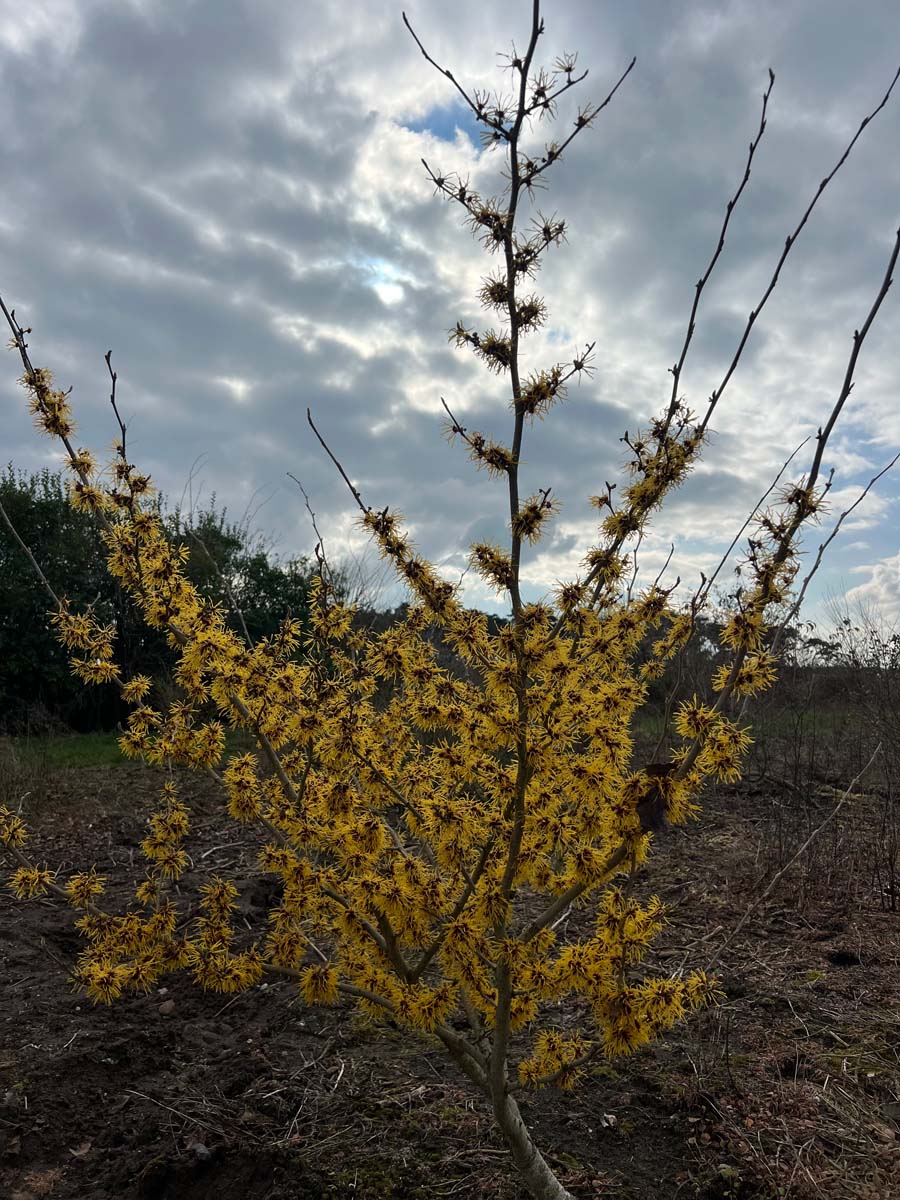 Hamamelis intermedia 'Primavera' meerstammig / struik stam