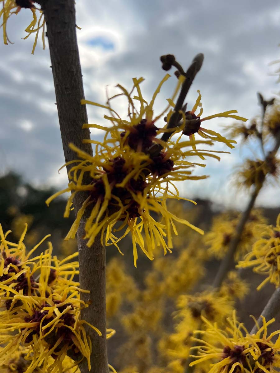 Hamamelis intermedia 'Primavera' Tuinplanten bloem
