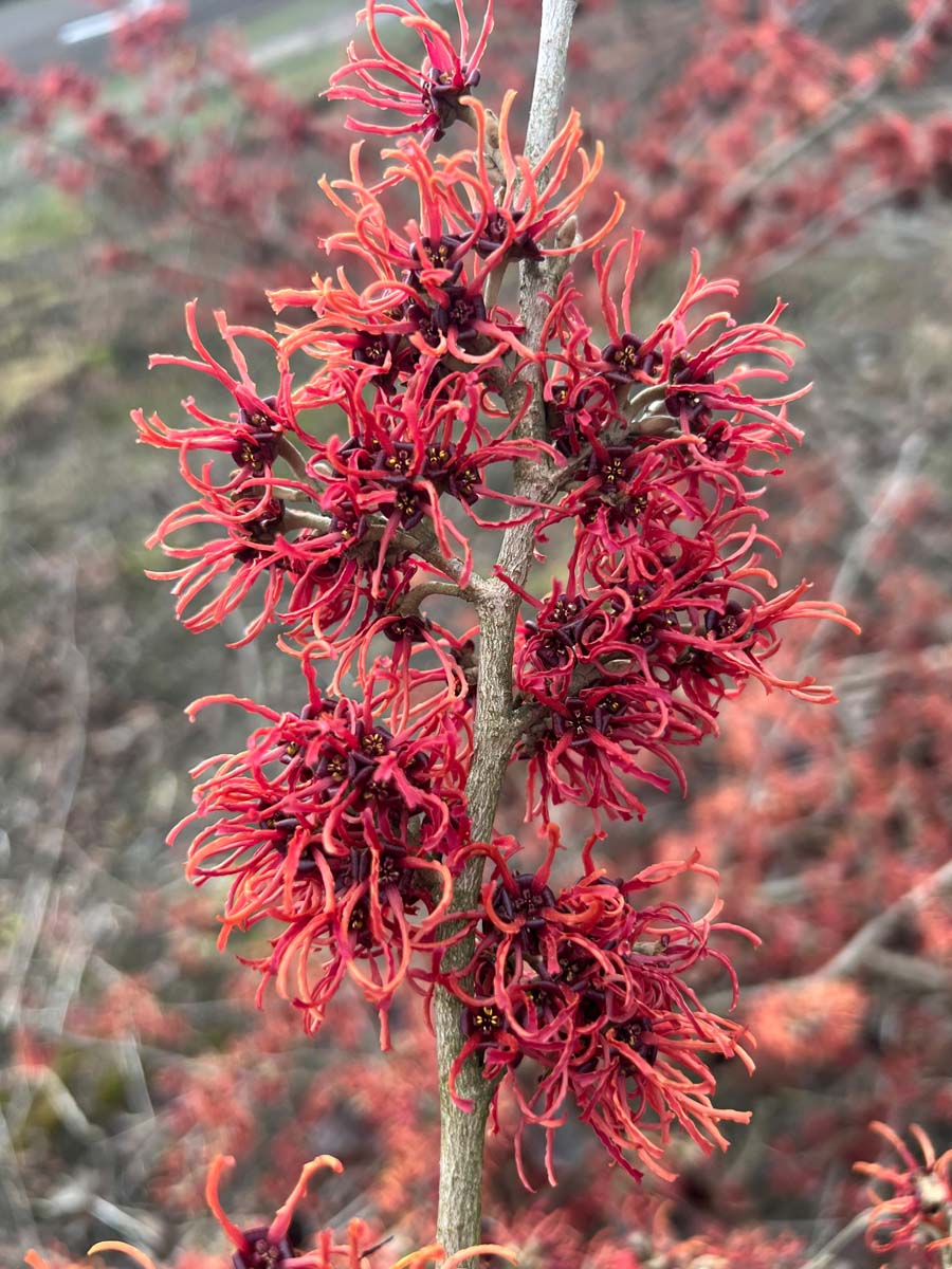 Hamamelis intermedia 'Rubin' bloem
