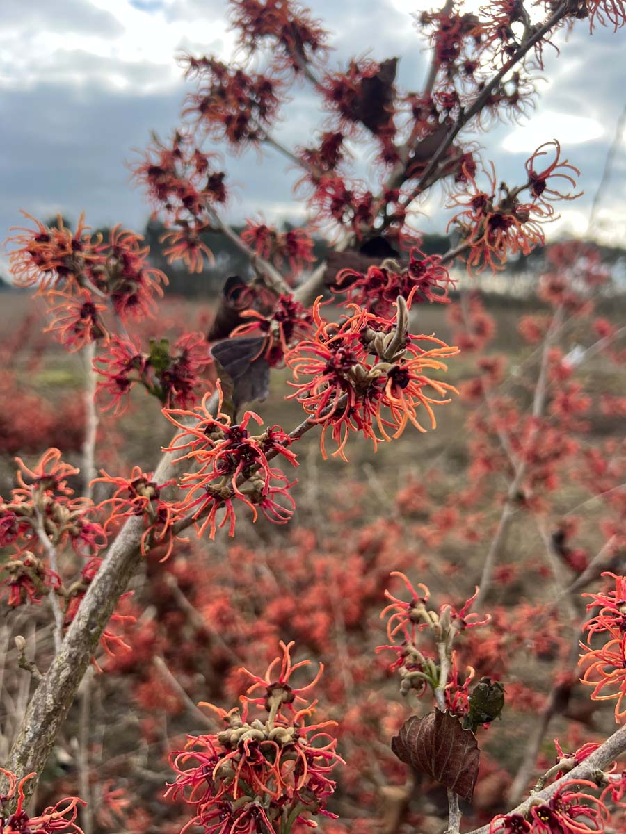 Hamamelis intermedia 'Rubin' bloem