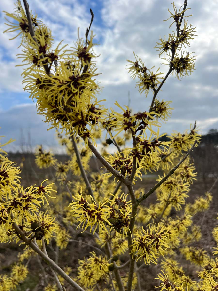 Hamamelis intermedia 'Westerstede' bloem