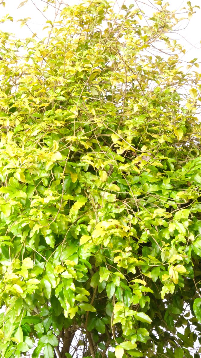 Ligustrum ovalifolium 'Lemon and Lime' blad