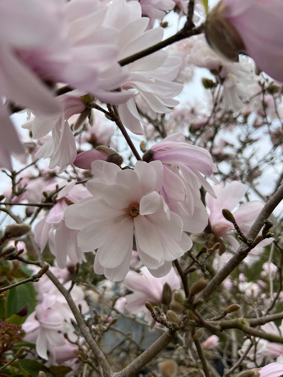 Magnolia 'George Henry Kern' solitair bloem