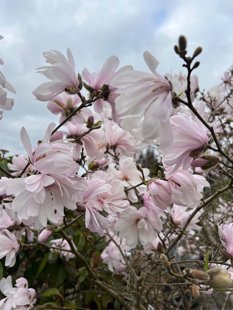 Magnolia 'George Henry Kern' solitair bloem