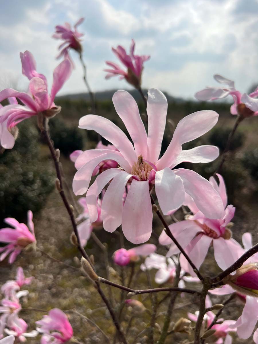 Magnolia loebneri 'Leonard Messel' meerstammig / struik bloem
